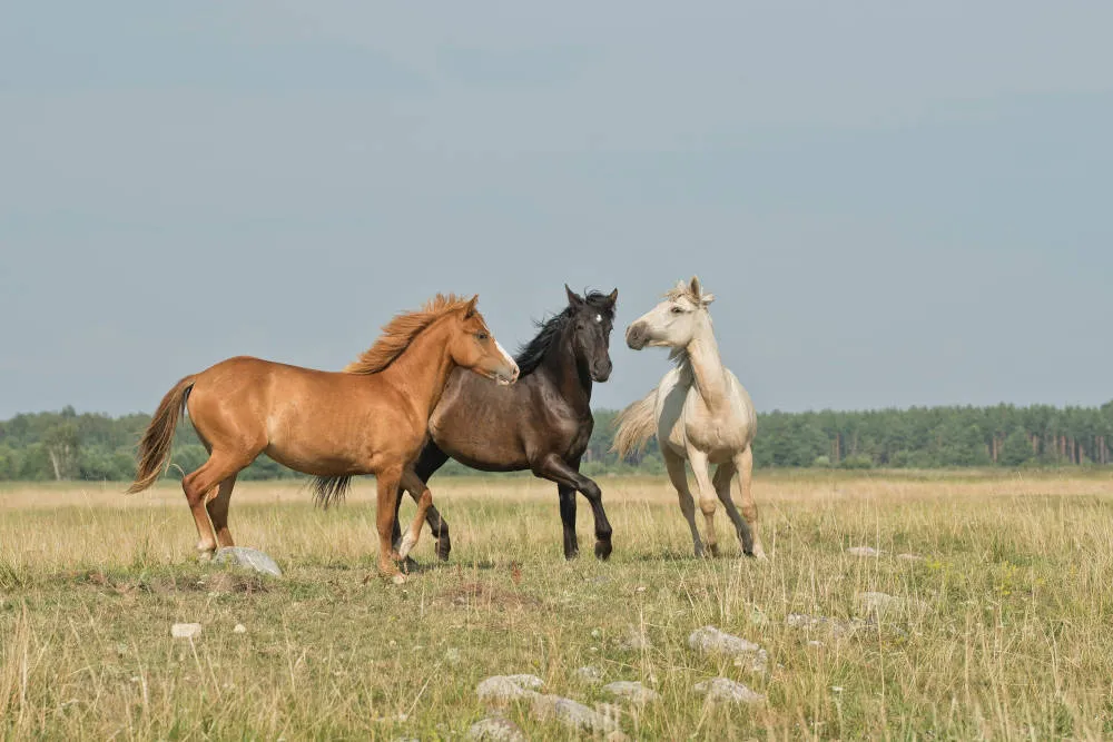 Three horses in a field — Sparrow Valley Ranch