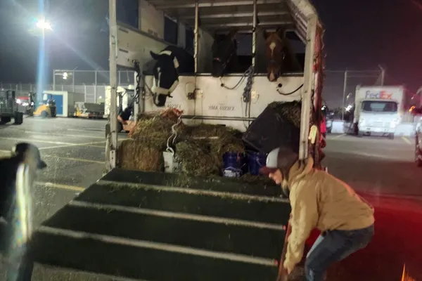 Horse airport container open
