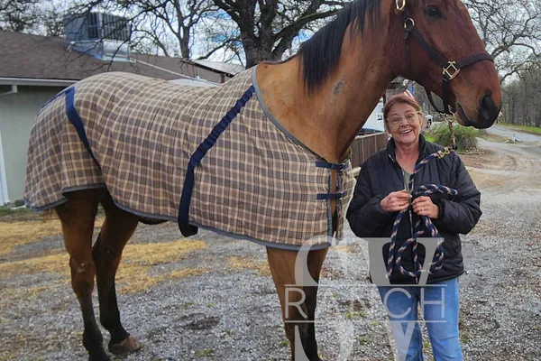Tall horse in the trailer
