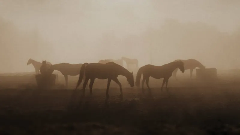 Horses in a dusty pasture