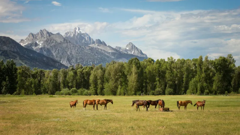 Horses grazing in a valley